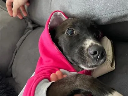 Cachorro raça SRD-ViraLata idade 2 anos nome Cacau