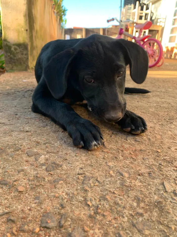 Cachorro raça Nao informada idade 2 a 6 meses nome Shakira