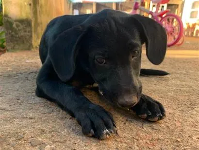 Cachorro raça Nao informada idade 2 a 6 meses nome Shakira