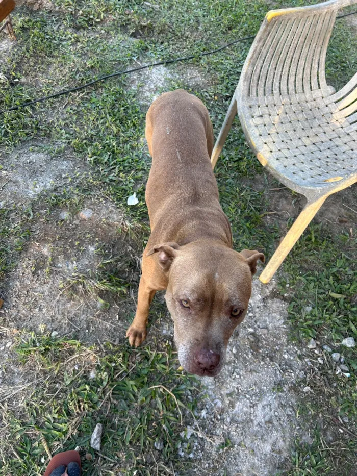 Cachorro raça Pit-Bull idade 1 ano nome Sem nome