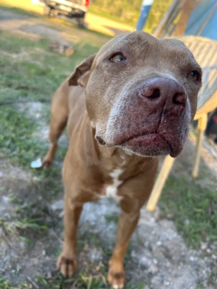 Cachorro raça Pit-Bull idade 1 ano nome Sem nome