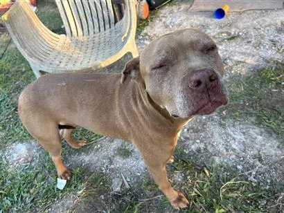 Cachorro raça Pit-Bull idade 1 ano nome Sem nome