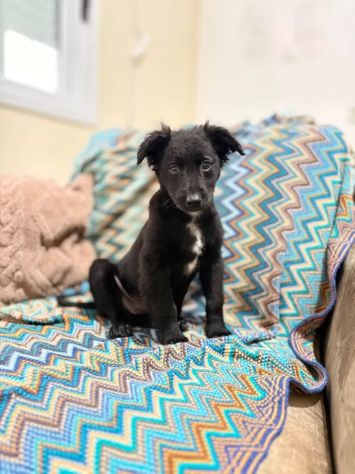Cachorro raça SRD-ViraLata idade 2 a 6 meses nome (Ainda não tem nome) 