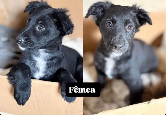 Cachorro raça SRD-ViraLata idade 2 a 6 meses nome (Ainda não tem nome) 