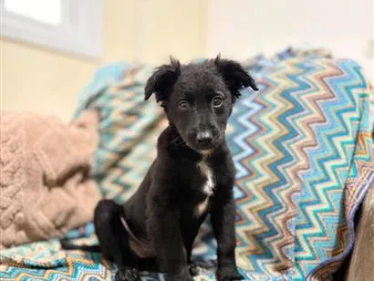 Cachorro raça SRD-ViraLata idade 2 a 6 meses nome (Ainda não tem nome) 