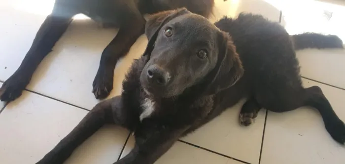 Cachorro raça SRD-ViraLata idade 7 a 11 meses nome João 