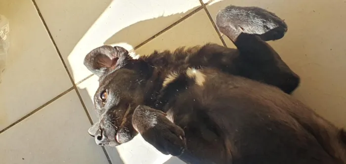Cachorro raça SRD-ViraLata idade 7 a 11 meses nome João 