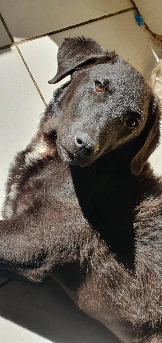 Cachorro raça SRD-ViraLata idade 7 a 11 meses nome João 