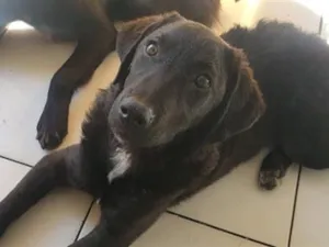 Cachorro raça SRD-ViraLata idade 7 a 11 meses nome João 