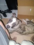 Cronos