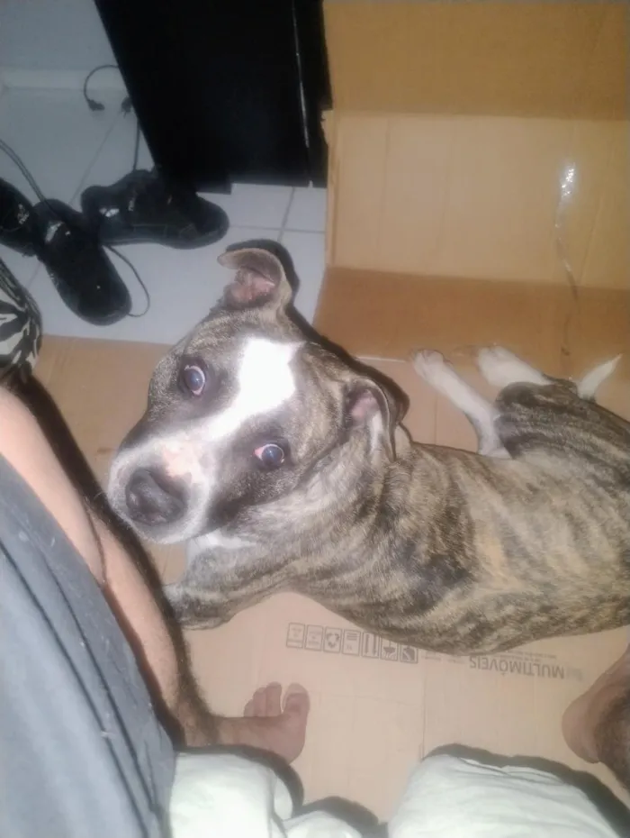 Cachorro raça Pit-Bull idade 4 anos nome Cronos