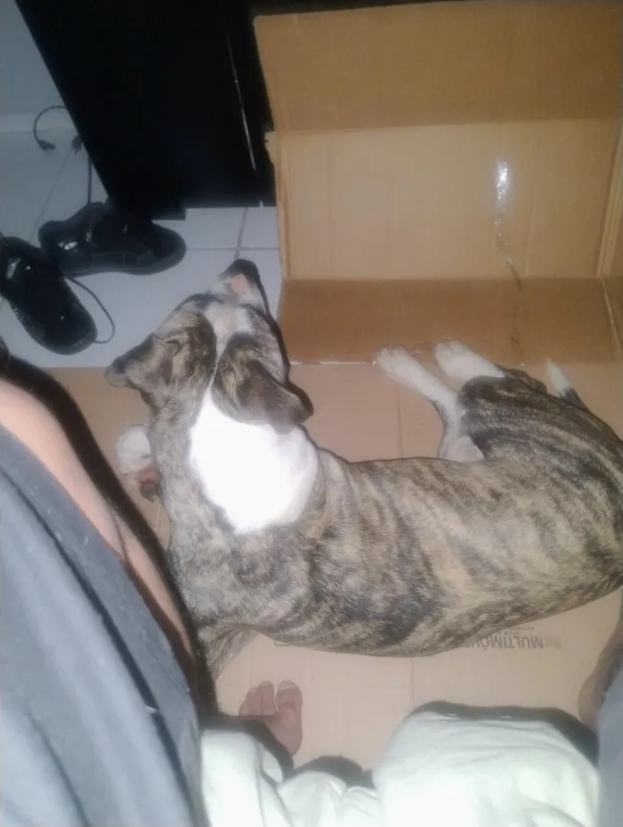 Cachorro raça Pit-Bull idade 4 anos nome Cronos