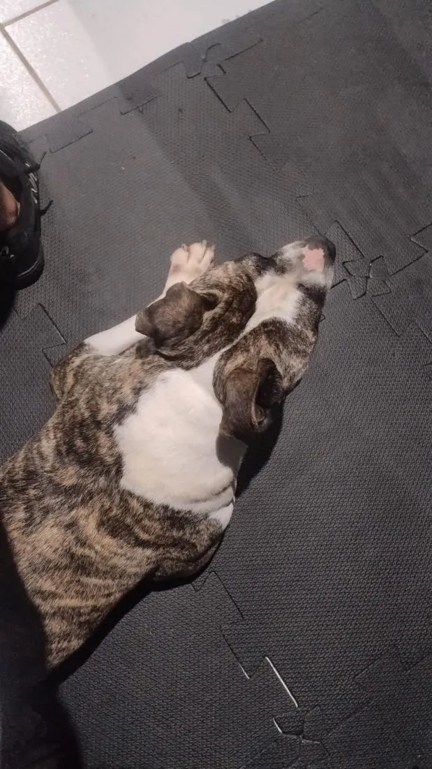 Cachorro raça Pit-Bull idade 4 anos nome Cronos