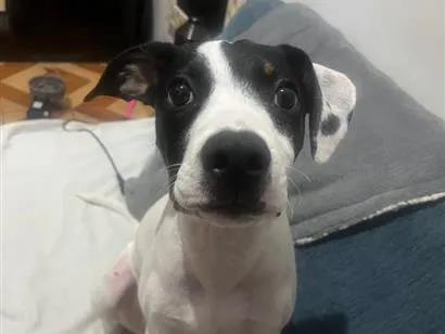Cachorro raça SRD-ViraLata idade 1 ano nome Pandora