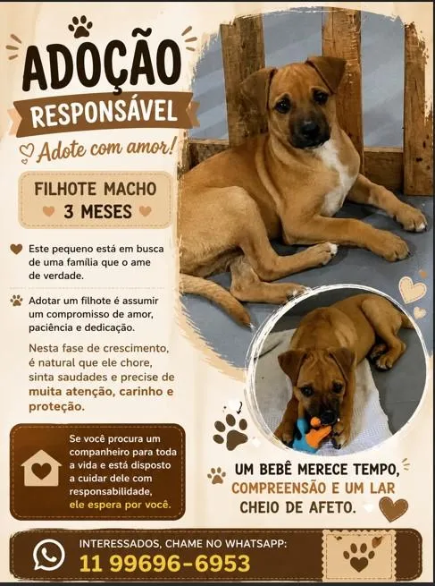 Cachorro raça SRD-ViraLata idade 2 a 6 meses nome Caramelo