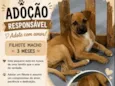 Caramelo