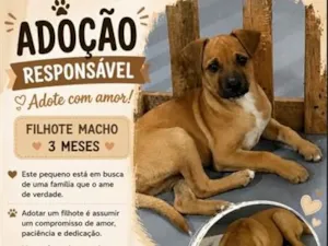 Cachorro raça SRD-ViraLata idade 2 a 6 meses nome Caramelo