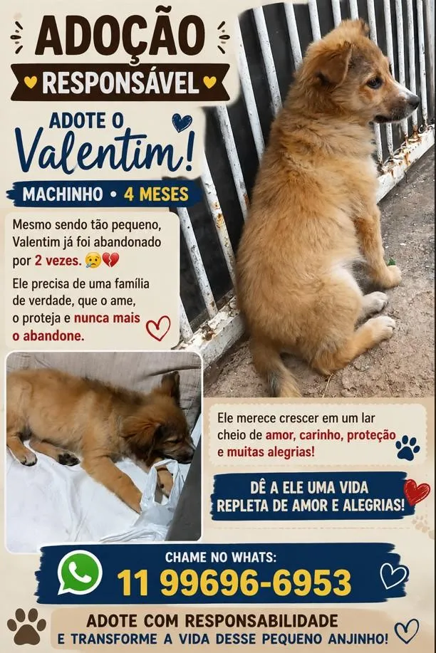 Cachorro raça SRD-ViraLata idade 2 a 6 meses nome Valentim