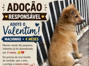 Cachorro raça SRD-ViraLata idade 2 a 6 meses nome Valentim
