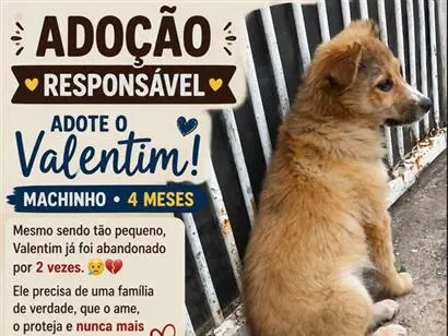 Cachorro raça SRD-ViraLata idade 2 a 6 meses nome Valentim