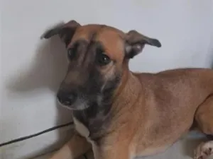 Cachorro raça SRD-ViraLata idade 2 anos nome Mel