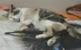 Juju