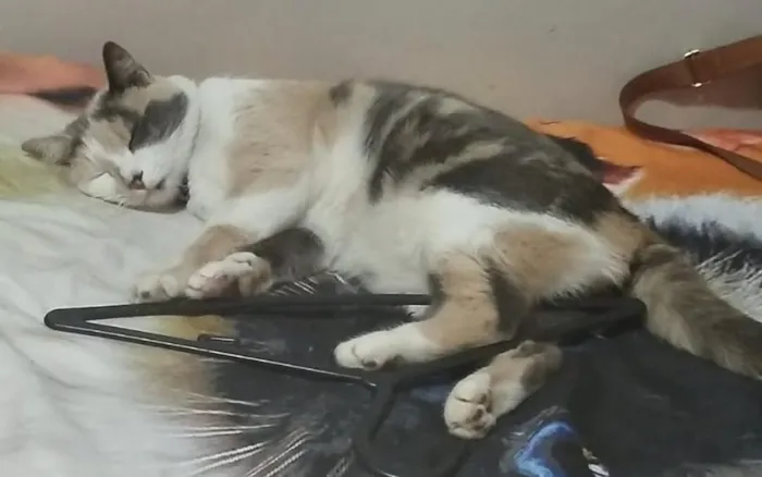 Gato raça SRD-ViraLata idade 5 anos nome Juju