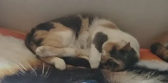 Gato raça SRD-ViraLata idade 5 anos nome Juju