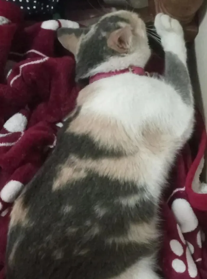 Gato raça SRD-ViraLata idade 5 anos nome Juju