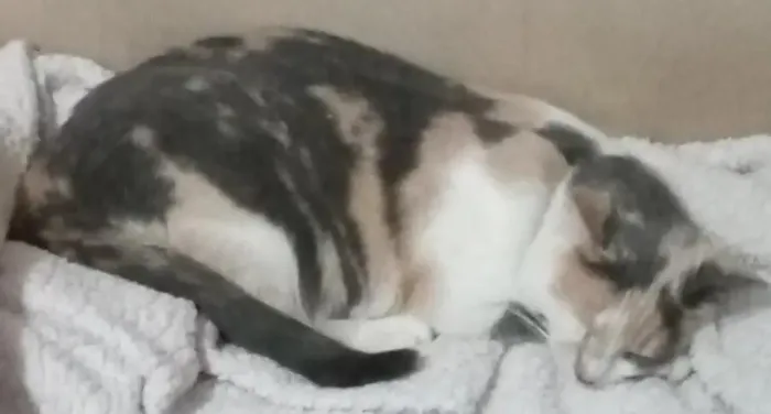 Gato raça SRD-ViraLata idade 5 anos nome Juju
