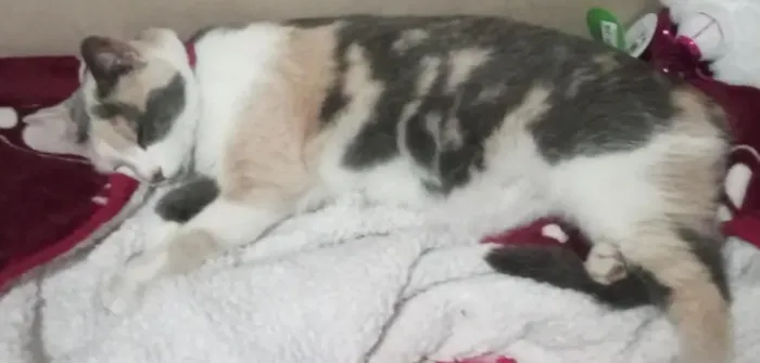 Gato raça SRD-ViraLata idade 5 anos nome Juju