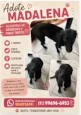 Madalena