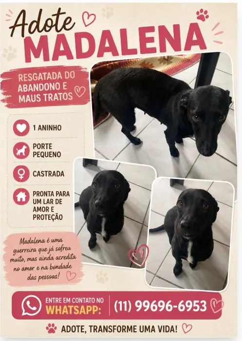 Cachorro raça SRD-ViraLata idade 1 ano nome Madalena