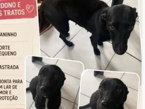 Cachorro raça SRD-ViraLata idade 1 ano nome Madalena