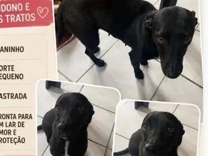 Cachorro raça SRD-ViraLata idade 1 ano nome Madalena