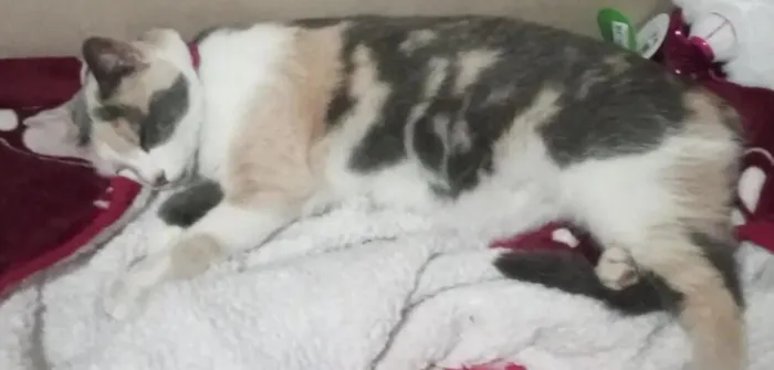 Gato raça SRD-ViraLata idade 5 anos nome Jujuba