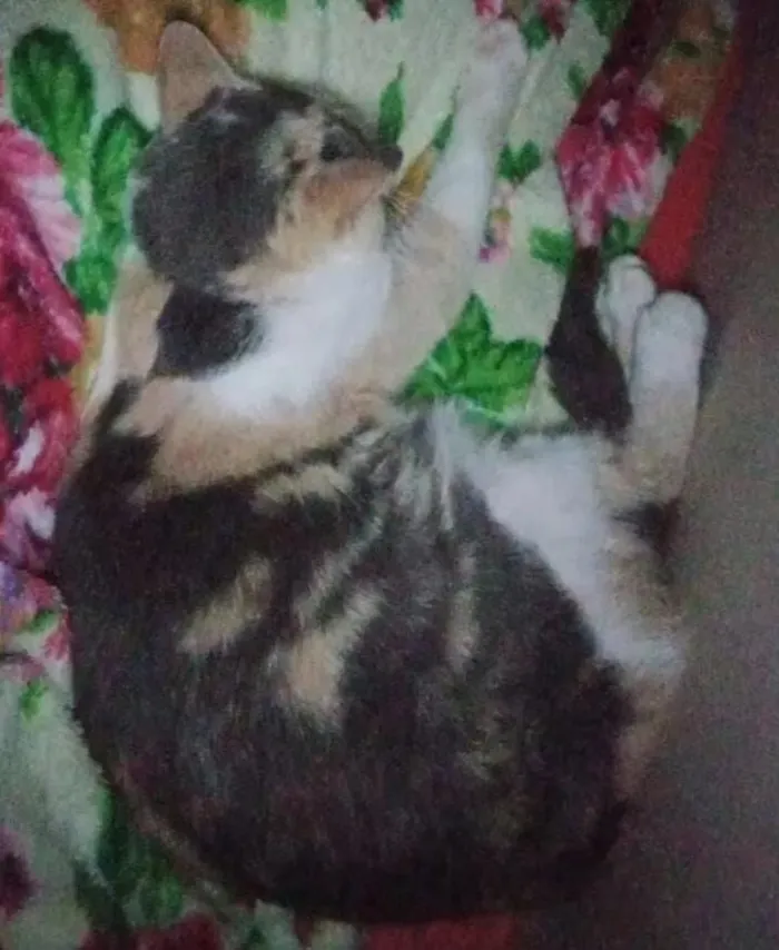 Gato raça SRD-ViraLata idade 5 anos nome Jujuba