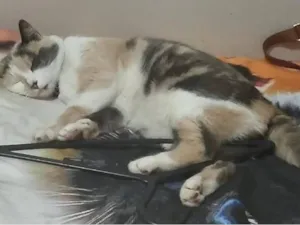 Gato raça SRD-ViraLata idade 5 anos nome Jujuba