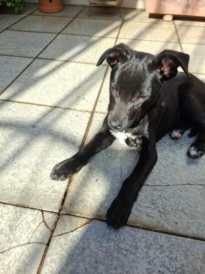 Cachorro raça SRD-ViraLata idade 2 a 6 meses nome Tiffany