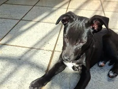 Cachorro raça SRD-ViraLata idade 2 a 6 meses nome Tiffany