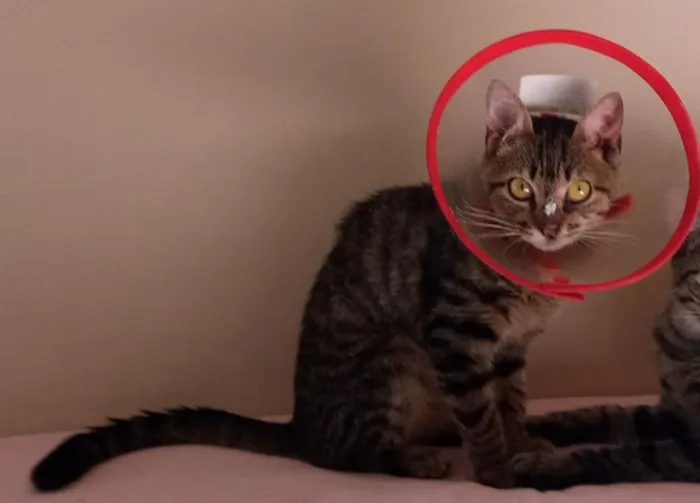 Gato raça SRD-ViraLata idade 5 anos nome Nailah