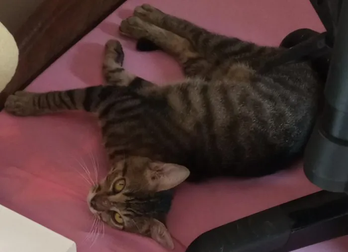 Gato raça SRD-ViraLata idade 5 anos nome Nailah