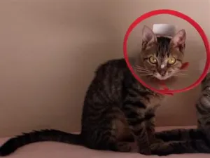 Gato raça SRD-ViraLata idade 5 anos nome Nailah