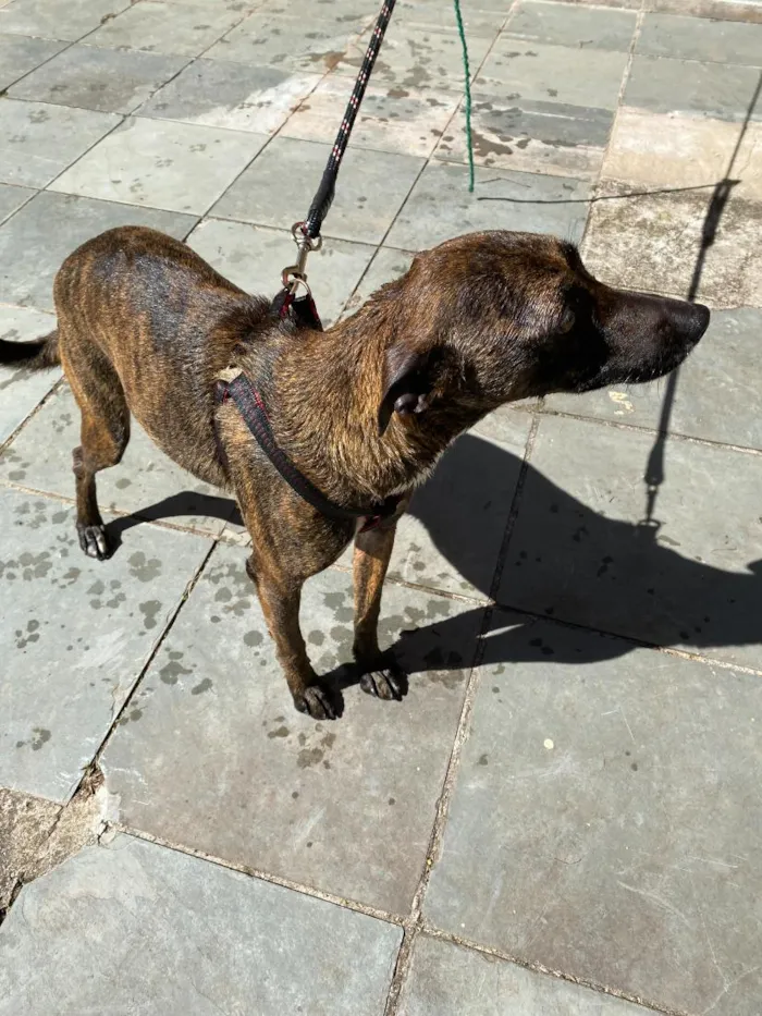 Cachorro raça SRD-ViraLata idade 2 anos nome Vitória