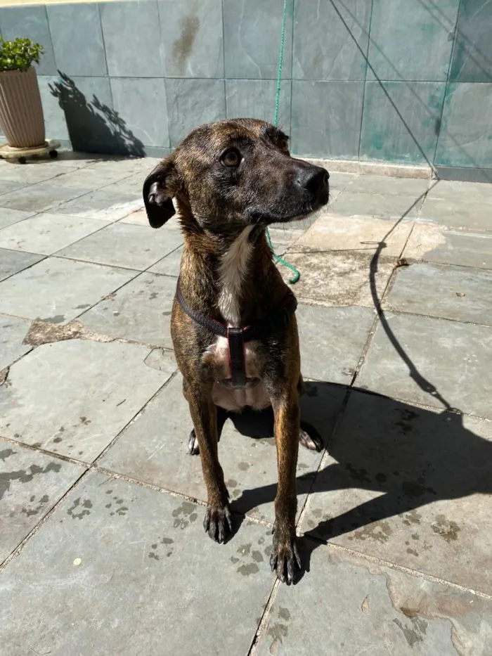 Cachorro raça SRD-ViraLata idade 2 anos nome Vitória