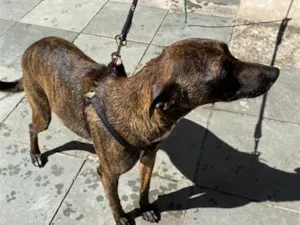 Cachorro raça SRD-ViraLata idade 2 anos nome Vitória