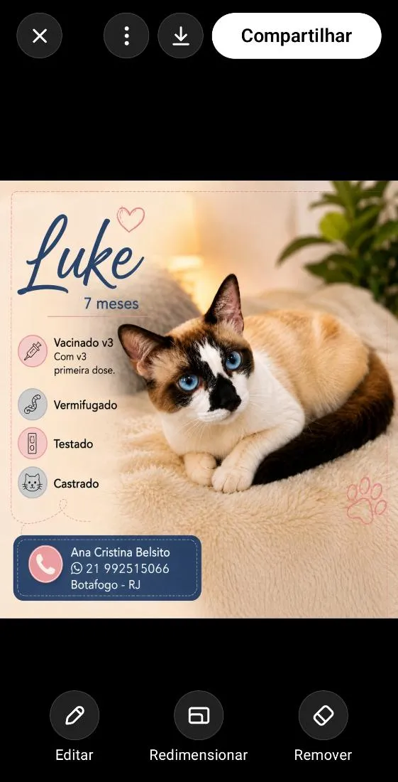 Gato raça SRD-ViraLata idade 7 a 11 meses nome Luke