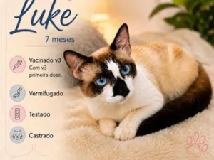 Gato raça SRD-ViraLata idade 7 a 11 meses nome Luke