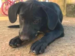 Cachorro raça Nao informada idade 2 a 6 meses nome Shakira