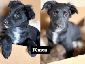 Cachorro raça SRD-ViraLata idade 2 a 6 meses nome (Ainda não tem nome) 